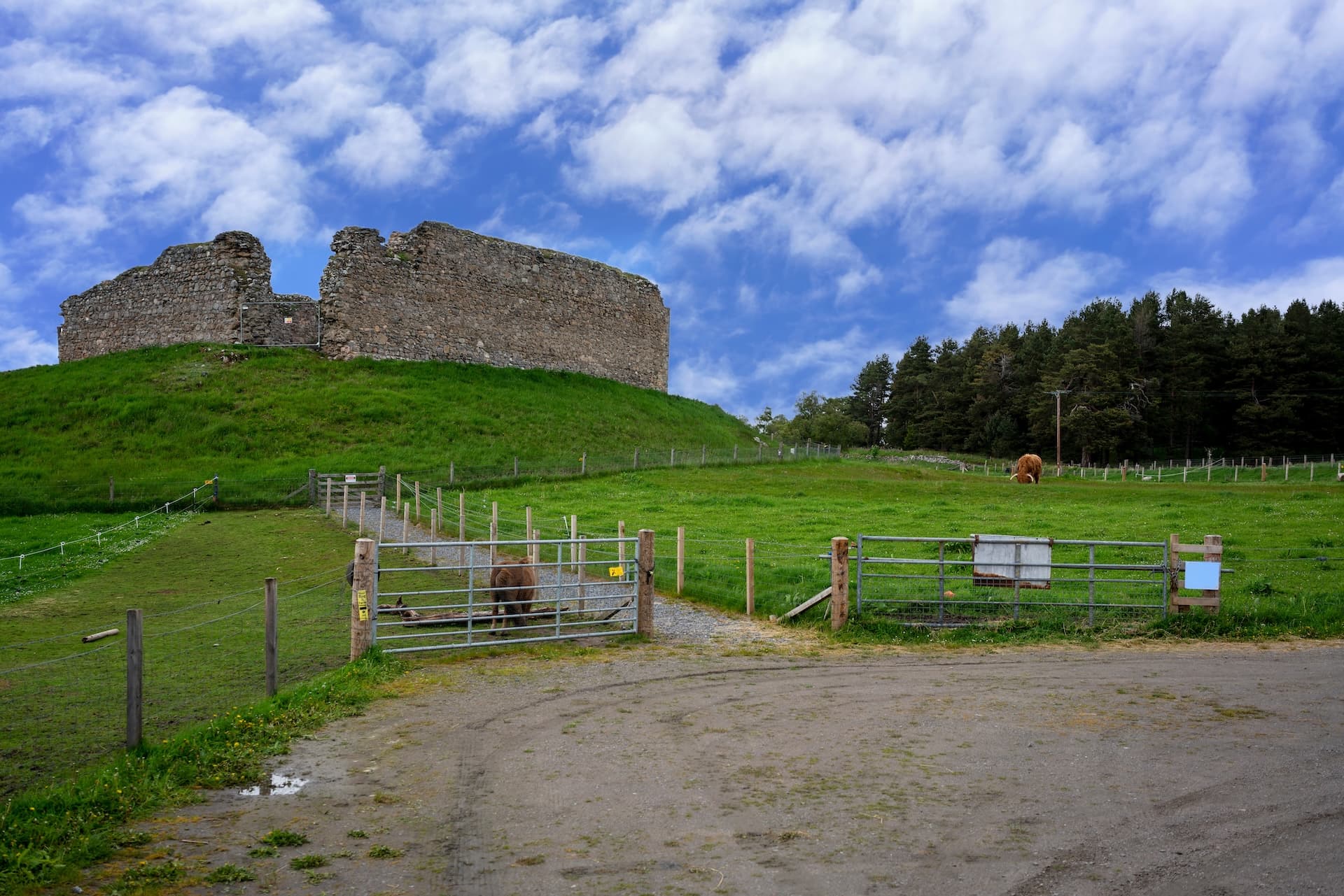 Castle Roy ruins on grassy hill above dirt track with cattle gates and Highland cow in field.