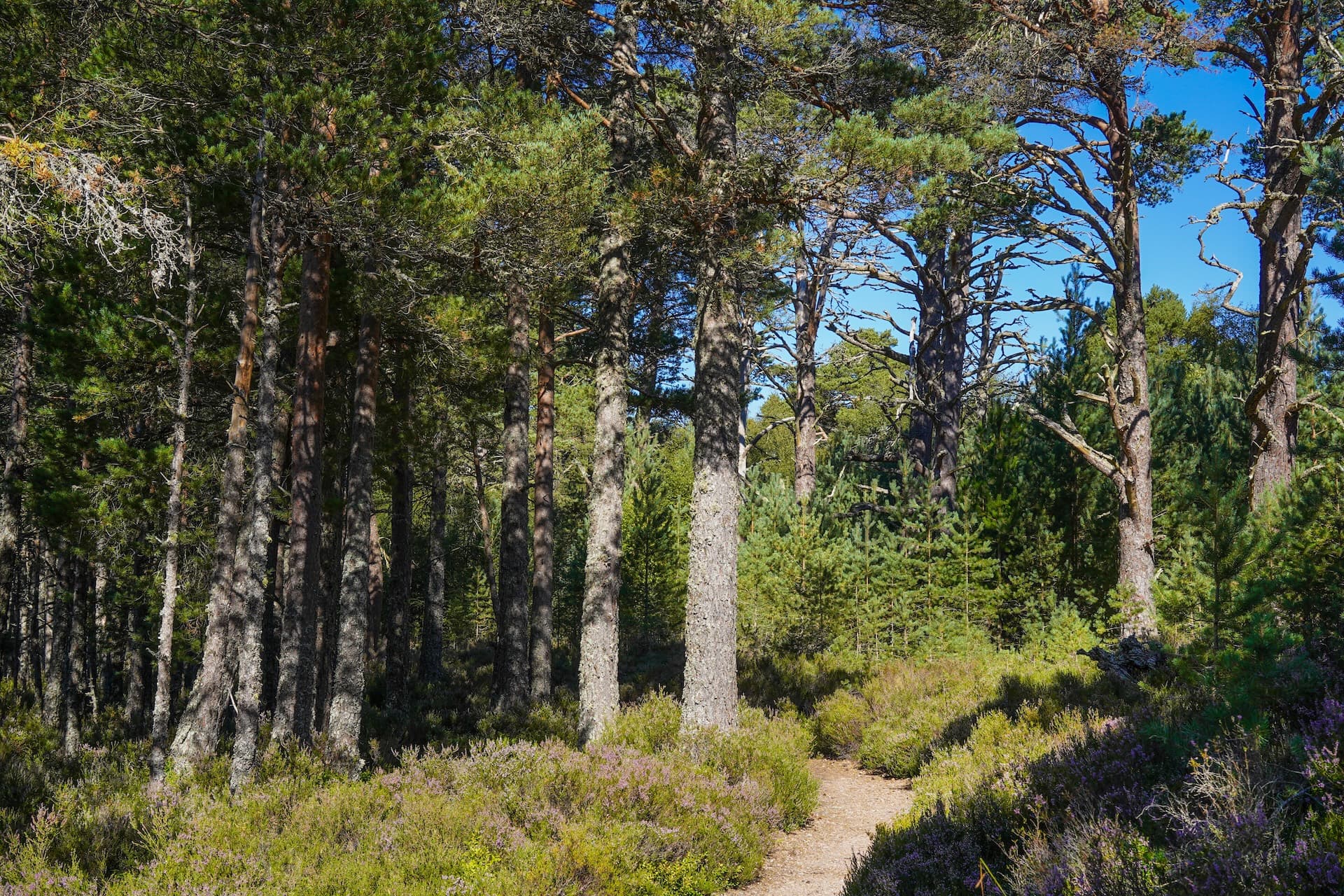 Dirt path winding through Glenmore Forest with tall pine trees and purple heather.