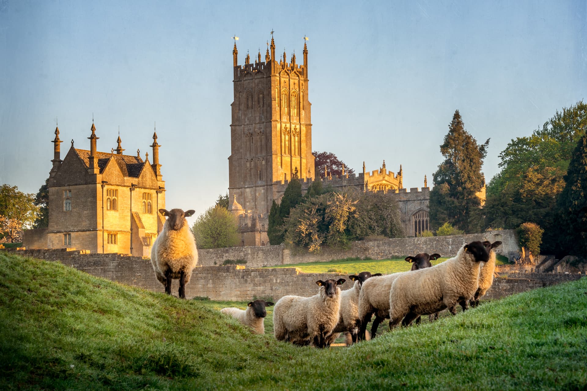 Sheep grazing on dewy grass before a historic stone church tower in the Cotswolds.