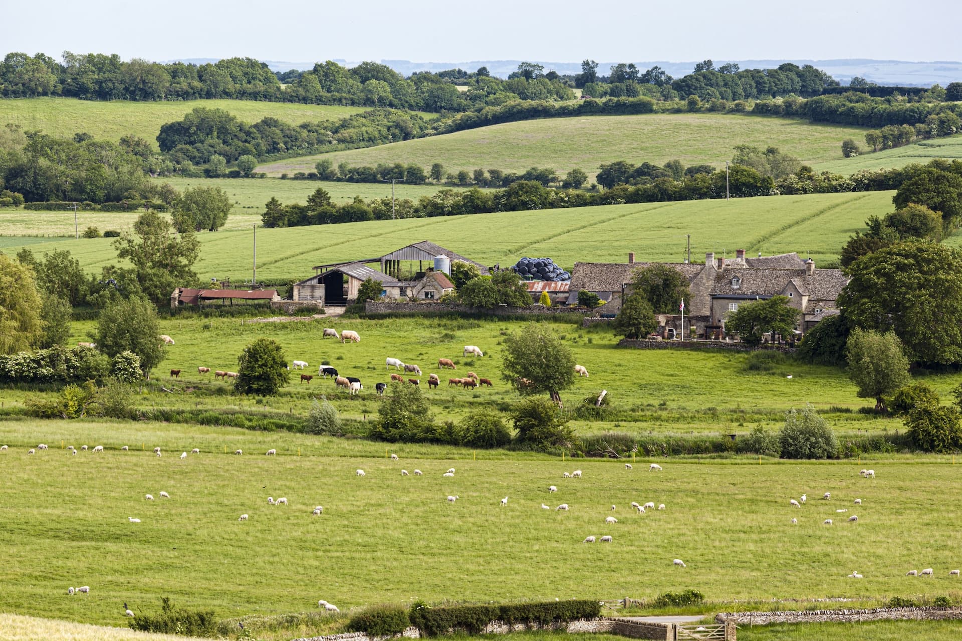 Sheep and cattle grazing in green fields near stone farm buildings in the Windrush Valley.