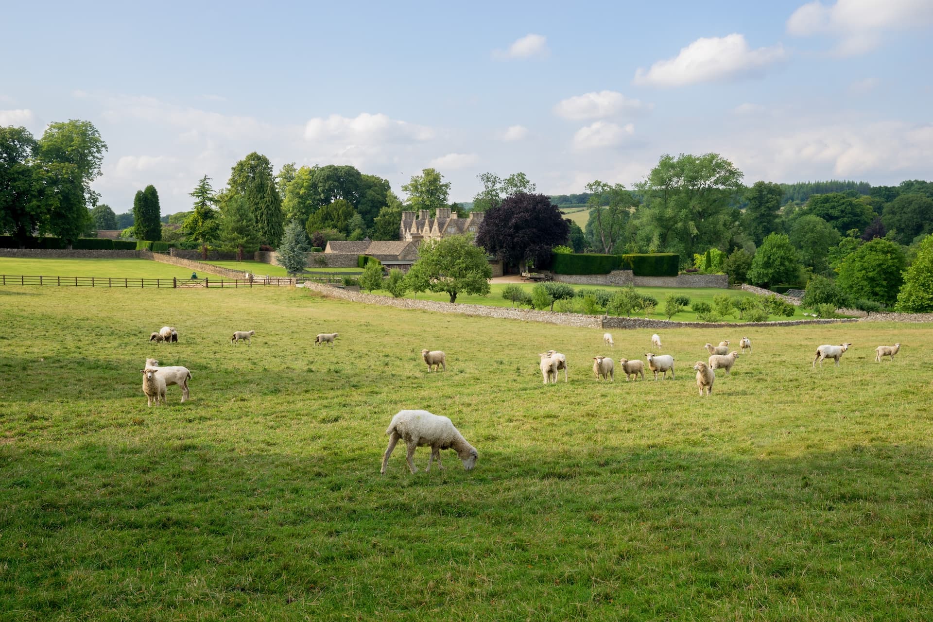 Sheep grazing in a green field with stone walls and historic buildings in the background.