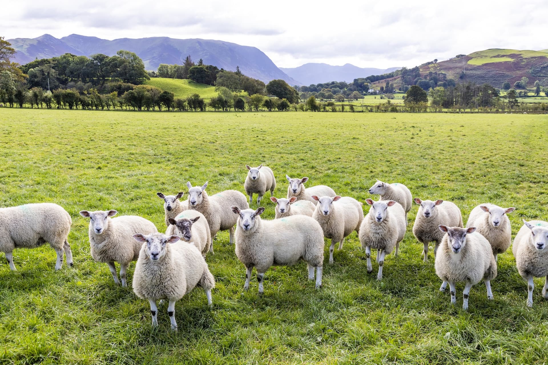 Flock of sheep in a green pasture with rolling hills and mountains in the background