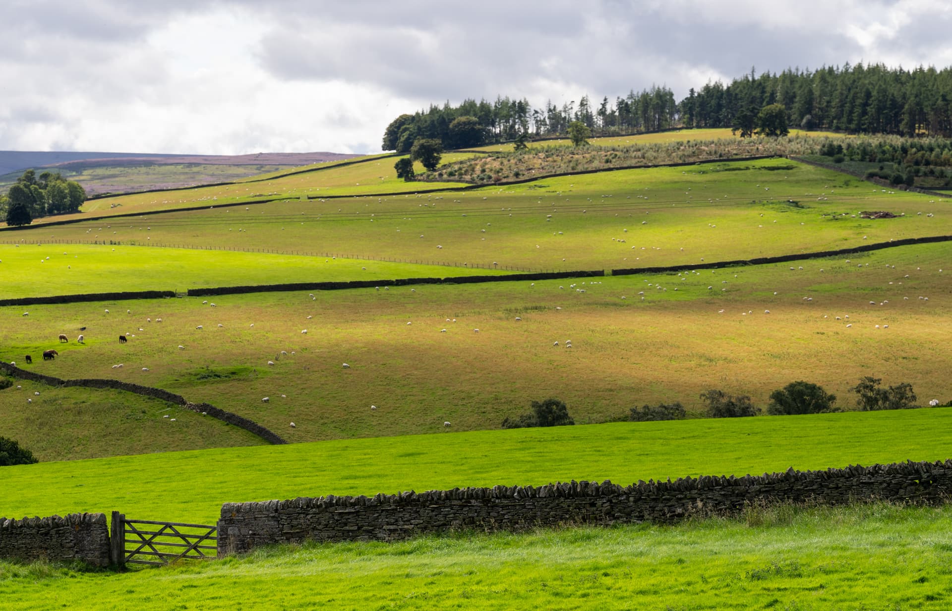 Sheep grazing in green fields divided by dry stone walls under a cloudy sky