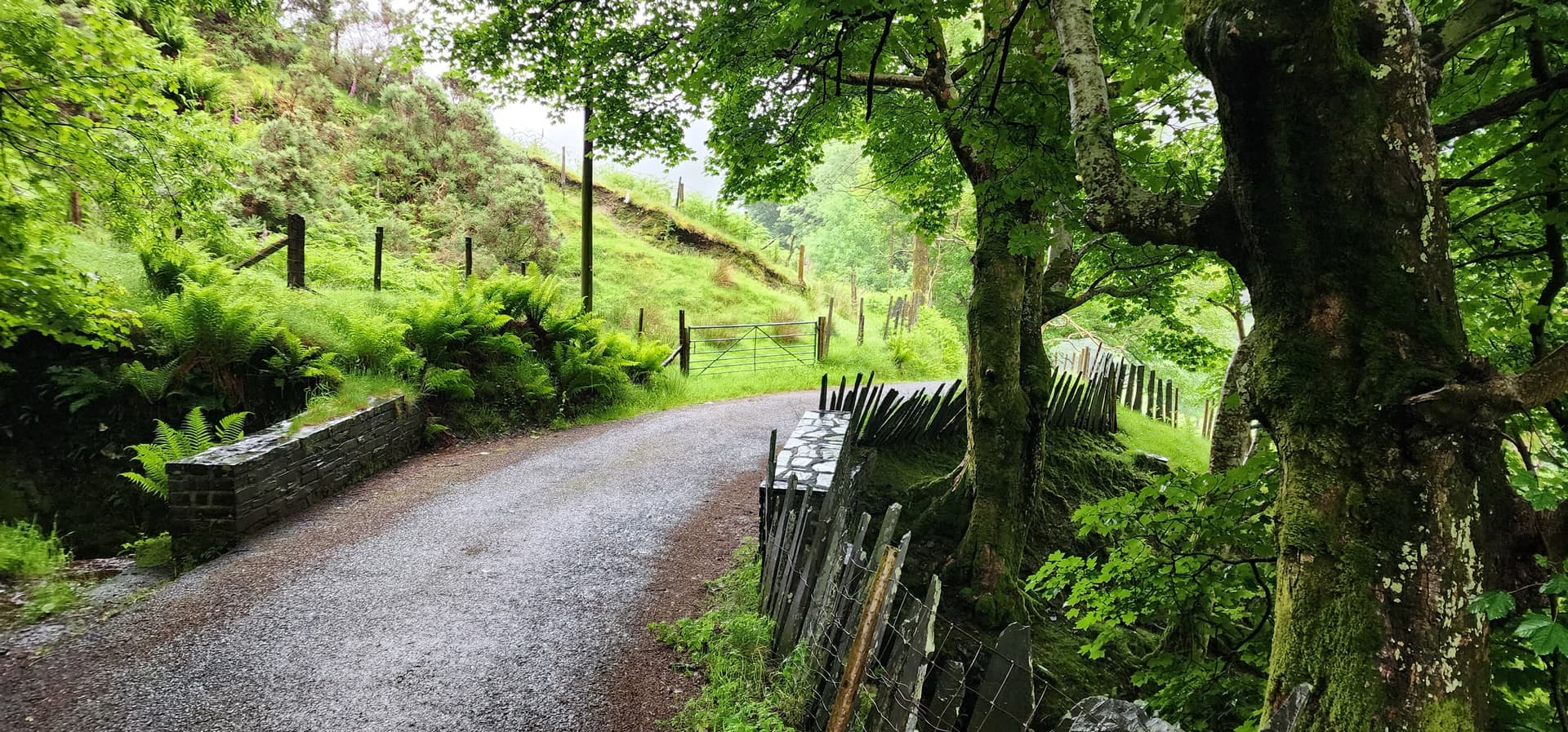 Winding country road through a green wood with stone bridge and trees