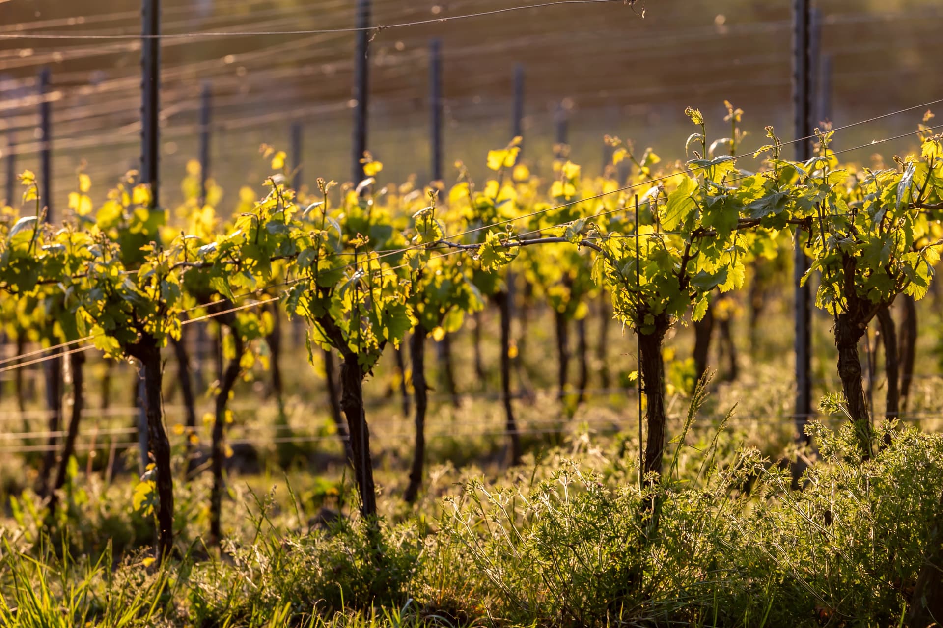 Vines growing in a vineyard in the South Downs, with the glow of evening light