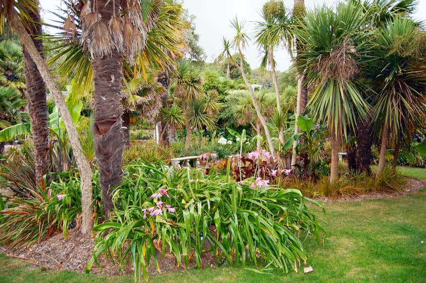 Ventnor Botanic Garden on the Isle of Wight with palm trees and lush tropical plants