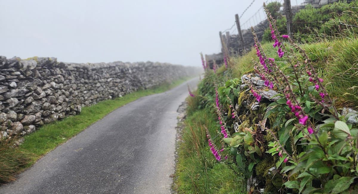 Narrow country road bordered by stone walls and purple foxglove flowers in misty weather