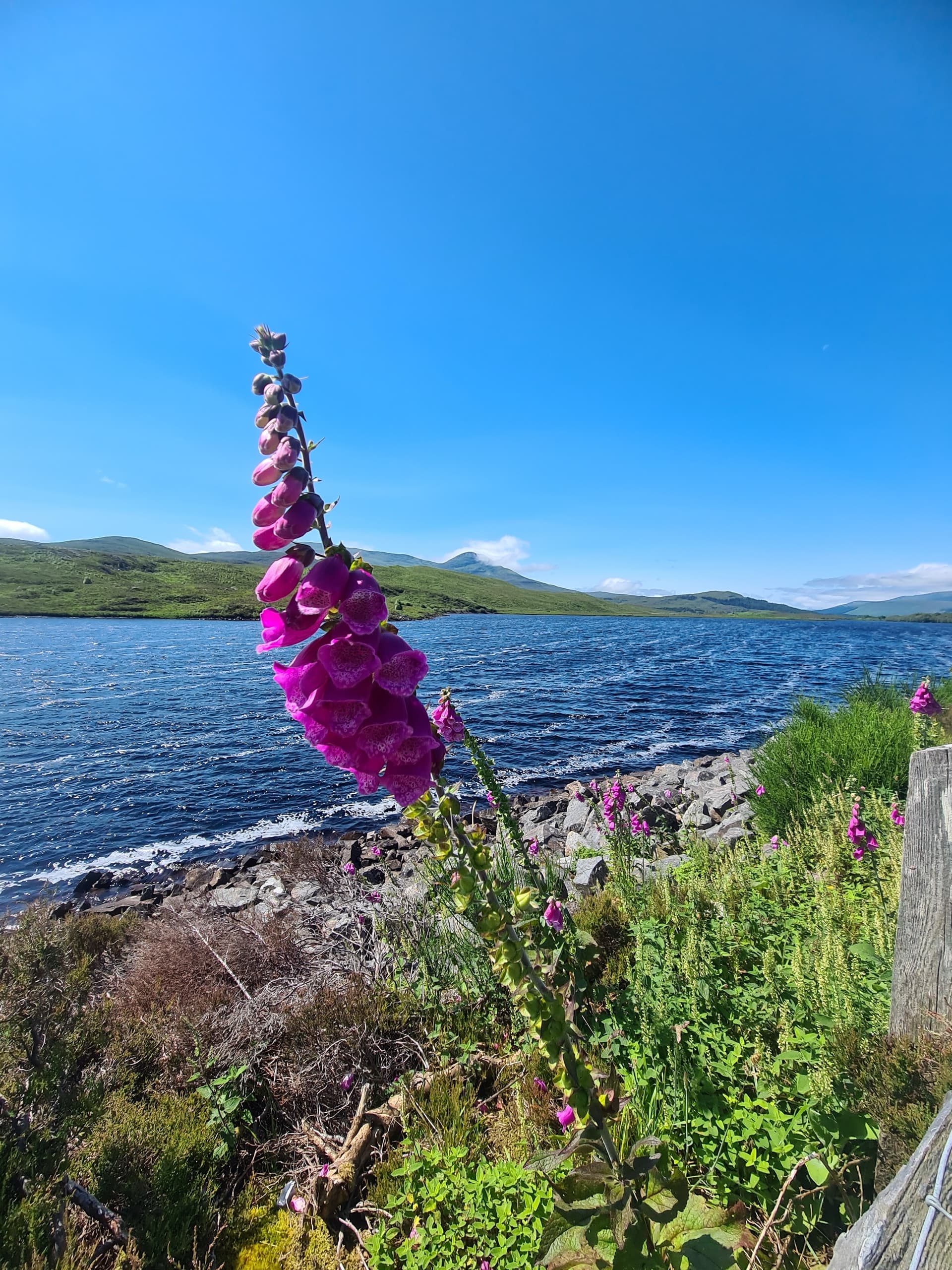 Purple foxglove flower blooming by a loch with green hills and blue sky